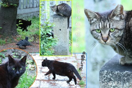 高津神社の猫たち_地域猫